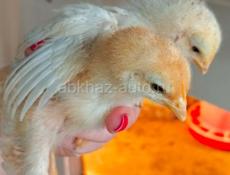 Цыплята 🐤