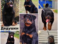 Элитные щенки ротвейлера 