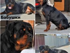Элитные щенки ротвейлера 