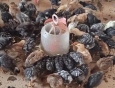 Продаю цыплят местных пород, им месяц.