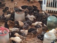 Продаю цыплят местных пород, им месяц.