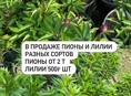 Пионы и Лилии 