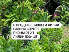 Пионы и Лилии 