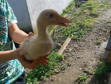 Утята