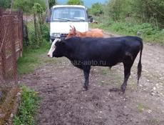 Бык 140 кг 2 годовалый 