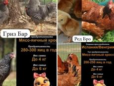 Суточные цыплята Редбро и Гризбар.