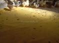 Очамчирски Район село поквешь 