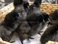 Продам цыплят недельных породы Арукана+Легбар