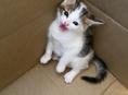 Котенок ищет дом 