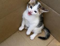 Котенок ищет дом 