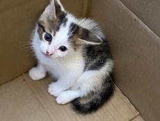 Котенок ищет дом 