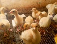 Продаются индюшата 8 дней