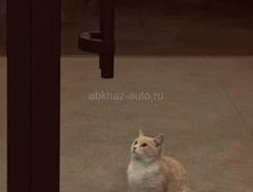 Вазму авто в аренду 