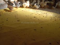 Бролеры, возраст цыплят неделя,100штук 