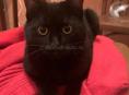 Чёрный котёнок 