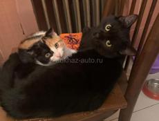 Чёрный котёнок 