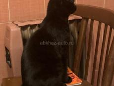 Чёрный котёнок 