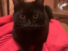 Чёрный котёнок 