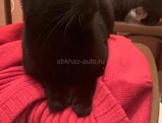 Чёрный котёнок 