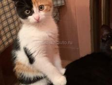 Чёрный котёнок 