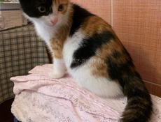 Чёрный котёнок 