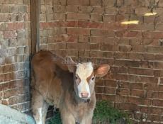 Бычок 🐮 