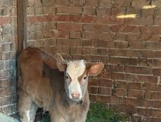 Бычок 🐮 