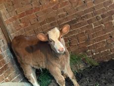 Бычок 🐮 