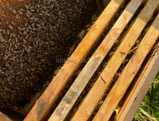 Продаем отводки пчел, рабочие семьи на 5 рамках