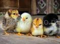 Срочно продаю цыплят 16 дней как вылупились 
