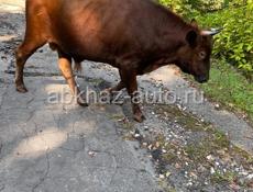 Продаю бычки 