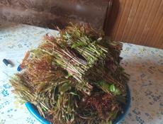 Калючка