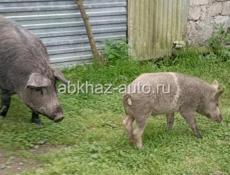 Продаётся кабанчик.