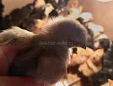 Срочно продам цыплят. Разных пород. Несут голубые яйца. Есть пушистым ножками. 