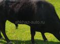 Срочно продам цыплят. Двухнедельных по 100р отдам. И бычка 140кг.срочно понадобились деньги. Бык 80т.он того стоит. Очень упитанный. Хотел себе но срочно отдам. Жду до вечера. Первому позвонившему бонус