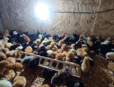 Цыплята на продажу 