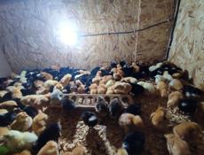 Цыплята на продажу 