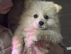 Щенки шпица 💞💞💞💞💞💞💞