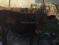 Продаю 