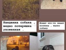 Наиденна собака 