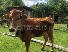Продаётся Телка Срочно 