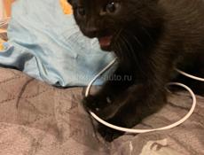 В добрые руки котенок
