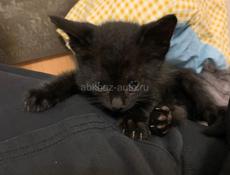 В добрые руки котенок
