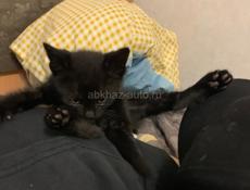 В добрые руки котенок