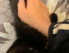 В добрые руки котенок