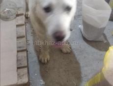 Чей Алабай потеряшкп