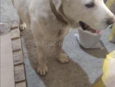 Чей Алабай потеряшкп