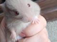 Продаются хомяки 🐭