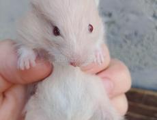Продаются хомяки 🐭
