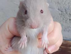 Продаются хомяки 🐭